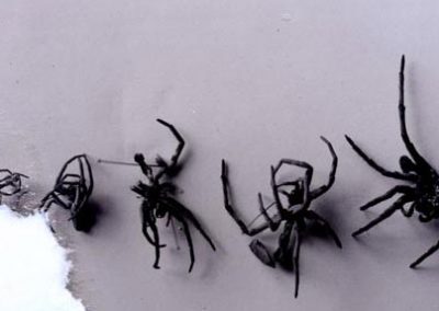 black and white photo of spider skins lined up