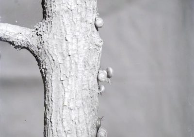 black and white photo of snails on branch