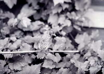 black and white photo of bird on branch
