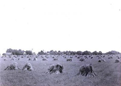 black and white photo of oat shocks in field