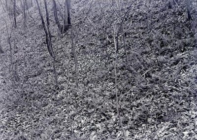 black and white photo of groundcover vegetation