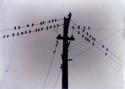 black and white photo of many birds on electric post and wire